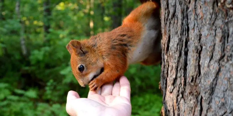 Un écureuil qui mange dans la main de quelqu'un