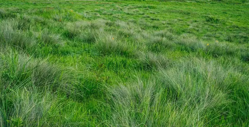 Jardin avec une belle pelouse verte